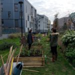 Visite, entretien et désherbage en commun du jardin potager partagé