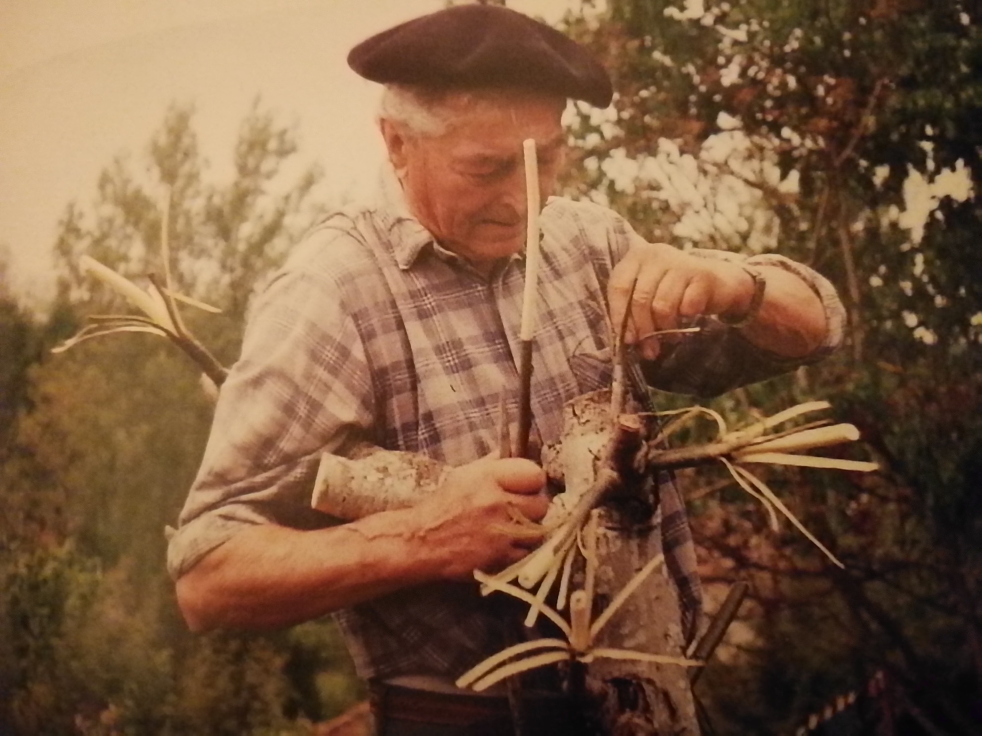 Atelier gratuit et ouvert à tou·te·s de greffe d'arbres fruitiers